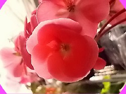 appleblossom rosebud 