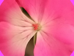happy appleblossom rosebud пеларгония