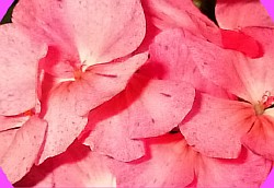  appleblossom rosebud 