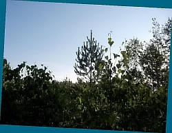 ����� � �������� ��� ���������� ������� ��������